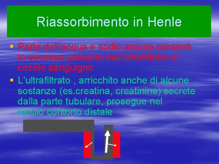 Riassorbimento in Henle § Parte dell’acqua e sodio ancora presenti in eccesso passano dall’ultrafiltrato