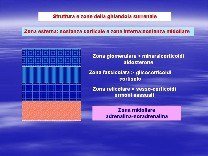 Struttura e zone della ghiandola surrenale Zona esterna: sostanza corticale e zona interna: sostanza