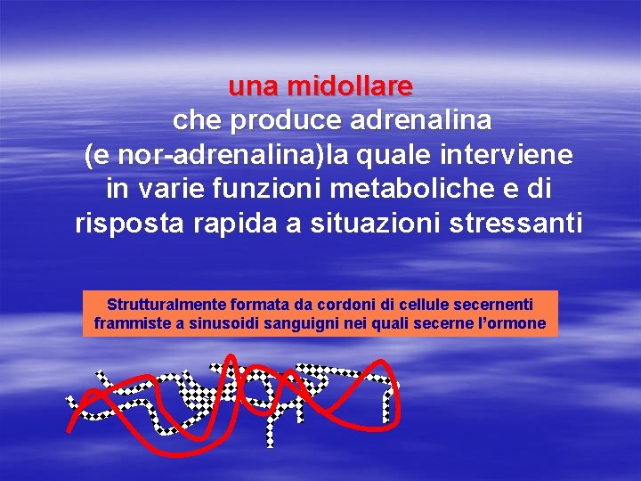 una midollare che produce adrenalina (e nor-adrenalina)la quale interviene in varie funzioni metaboliche e