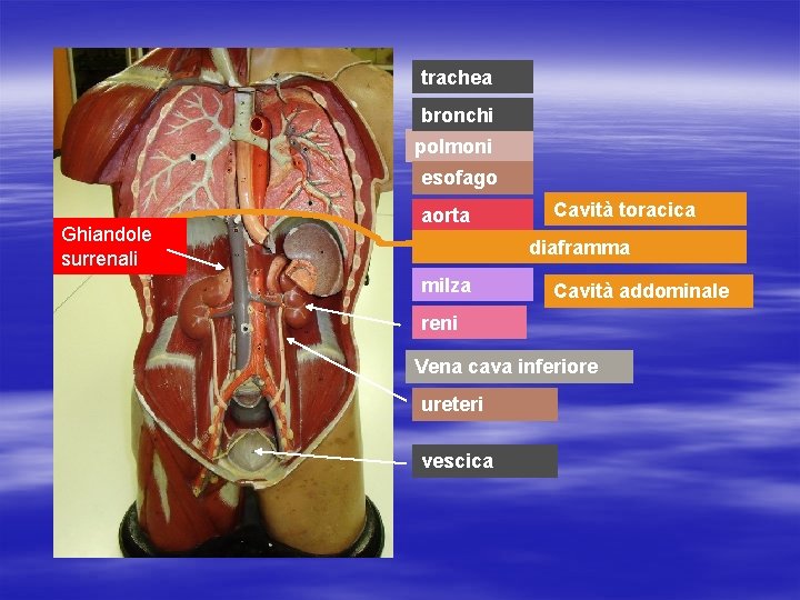 trachea bronchi polmoni esofago Ghiandole surrenali aorta Cavità toracica diaframma milza Cavità addominale reni