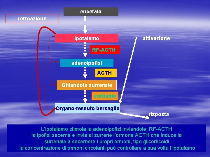 encefalo retroazione ipotalamo attivazione RF-ACTH adenoipofisi ACTH Ghiandola surrenale cortisolo Organo-tessuto bersaglio risposta L’ipotalamo