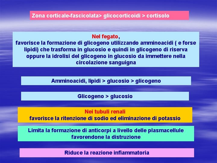 Zona corticale-fascicolata> glicocorticoidi > cortisolo Nel fegato, favorisce la formazione di glicogeno utilizzando amminoacidi