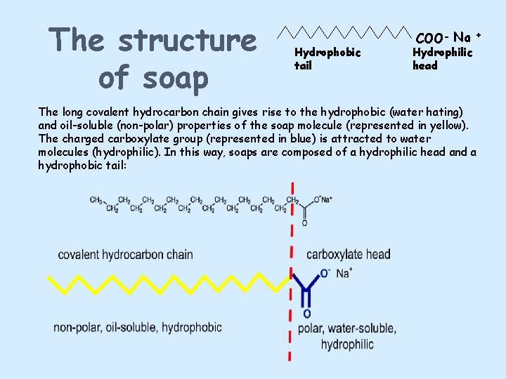 The structure of soap Hydrophobic tail COO- Na + Hydrophilic head The long covalent