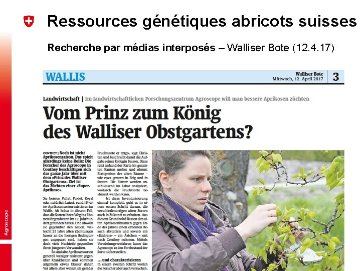 Ressources génétiques abricots suisses Recherche par médias interposés – Walliser Bote (12. 4. 17)