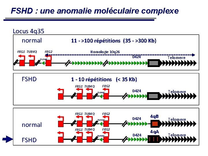 FSHD : une anomalie moléculaire complexe Locus 4 q 35 normal 11 - >100