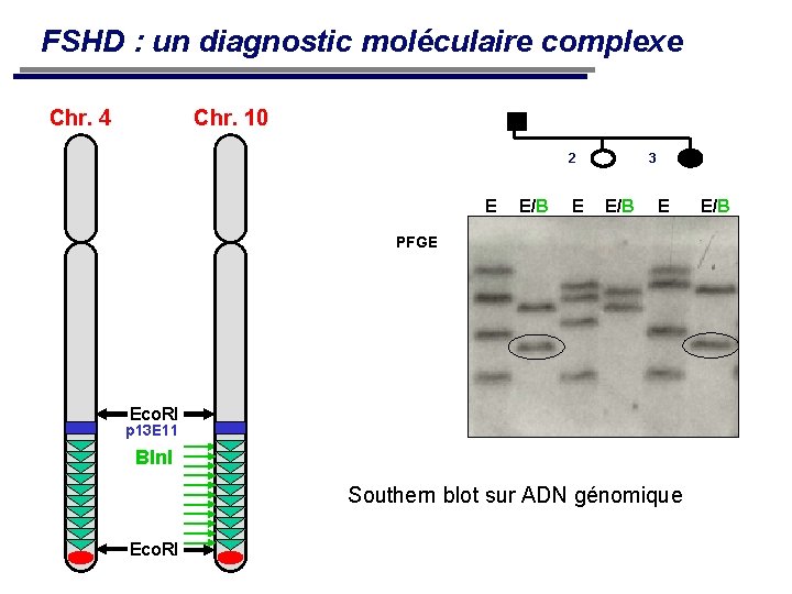 FSHD : un diagnostic moléculaire complexe Chr. 10 Chr. 4 2 E E/B E