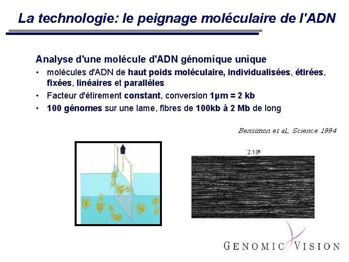 La technologie: le peignage moléculaire de l'ADN Analyse d'une molécule d'ADN génomique unique •