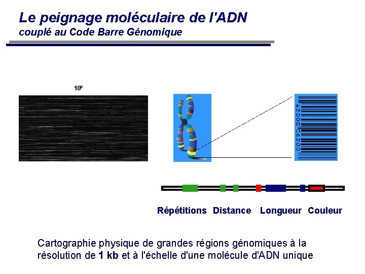 Le peignage moléculaire de l'ADN couplé au Code Barre Génomique 106 Répétitions Distance Longueur