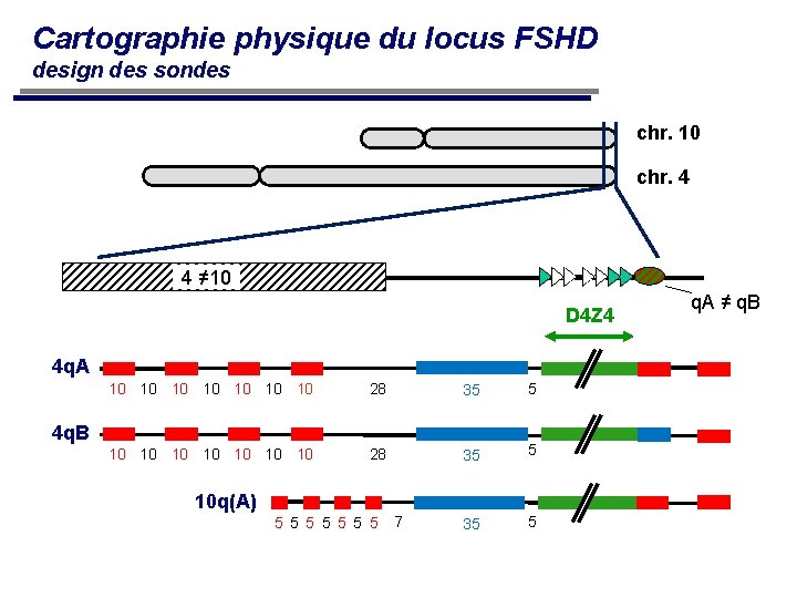 Cartographie physique du locus FSHD design des sondes chr. 10 chr. 4 4 ≠