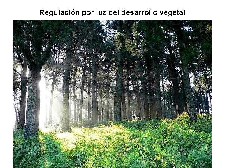 Regulación por luz del desarrollo vegetal 