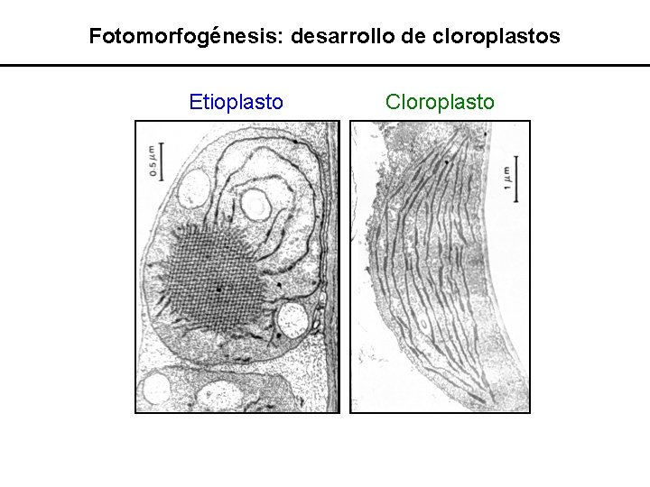 Fotomorfogénesis: desarrollo de cloroplastos Etioplasto Cloroplasto 