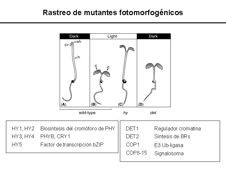 Rastreo de mutantes fotomorfogénicos HY 1, HY 2 Biosíntesis del cromóforo de PHY DET