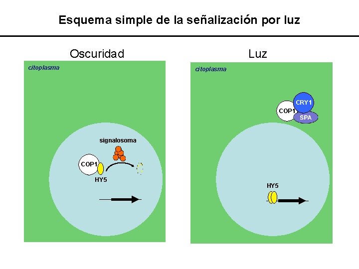 Esquema simple de la señalización por luz Oscuridad citoplasma Luz citoplasma núcleo CRY 1