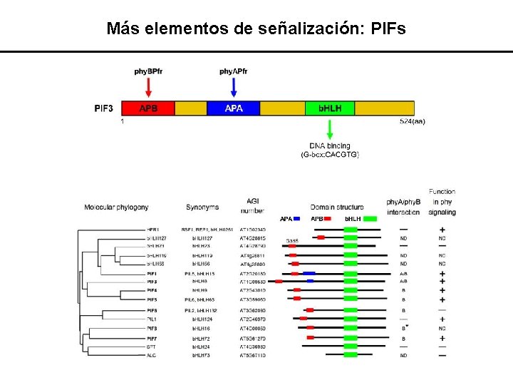 Más elementos de señalización: PIFs 