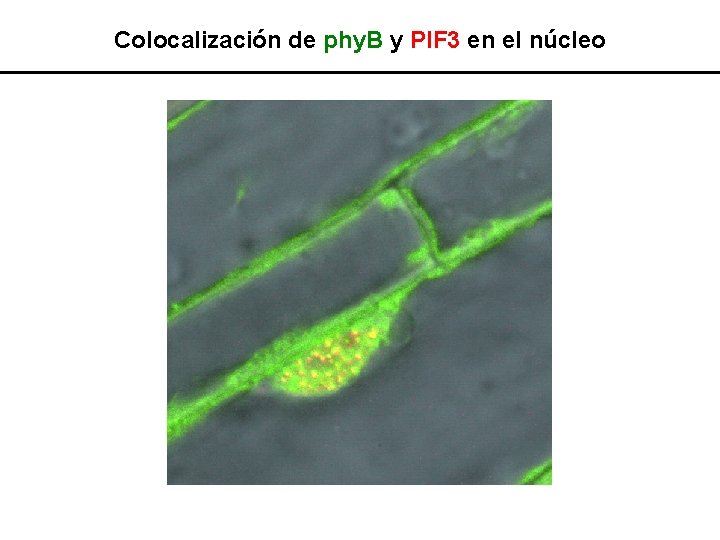 Colocalización de phy. B y PIF 3 en el núcleo 