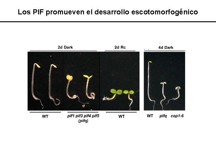 Los PIF promueven el desarrollo escotomorfogénico 