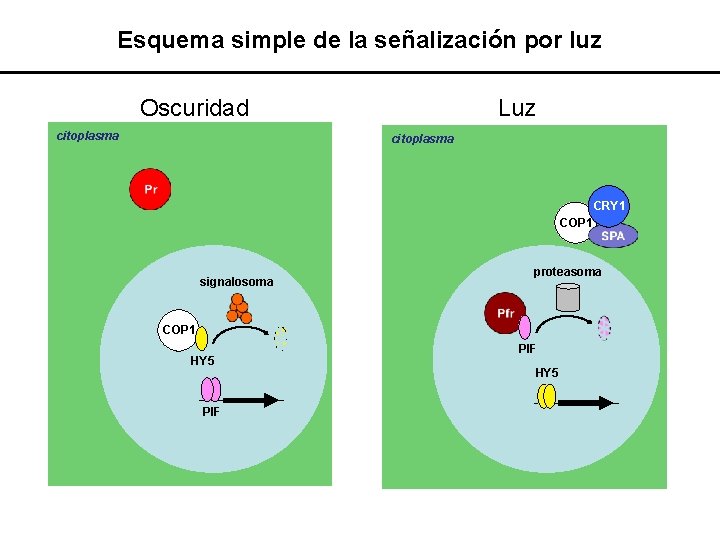 Esquema simple de la señalización por luz Oscuridad citoplasma Luz citoplasma núcleo CRY 1