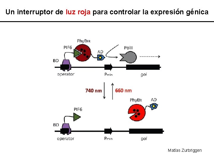 Un interruptor de luz roja para controlar la expresión génica Matías Zurbriggen 