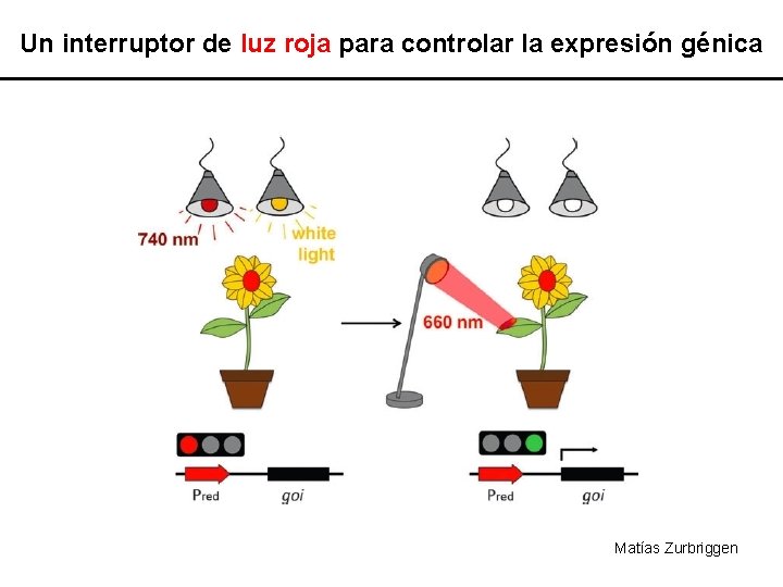 Un interruptor de luz roja para controlar la expresión génica Matías Zurbriggen 