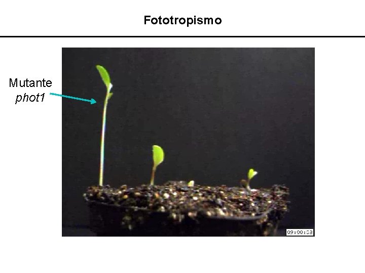 Fototropismo Mutante phot 1 