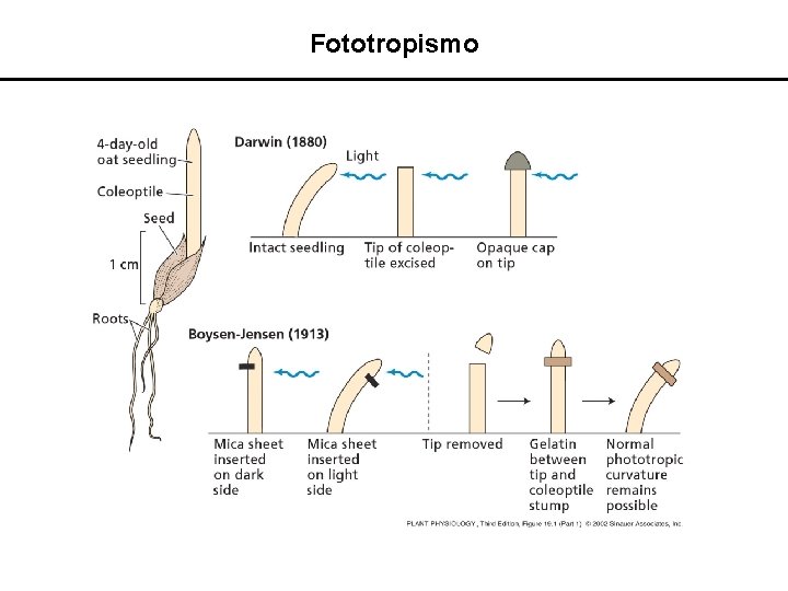 Fototropismo 