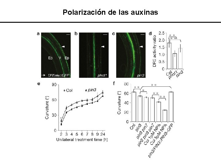 Polarización de las auxinas 