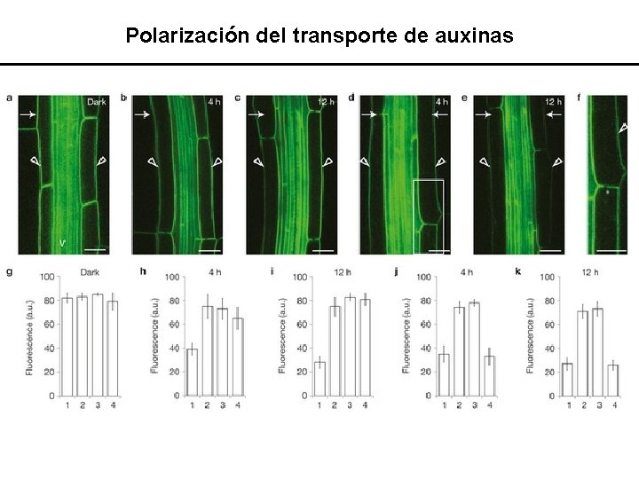 Polarización del transporte de auxinas 