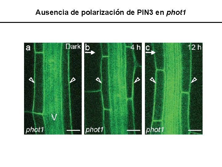 Ausencia de polarización de PIN 3 en phot 1 
