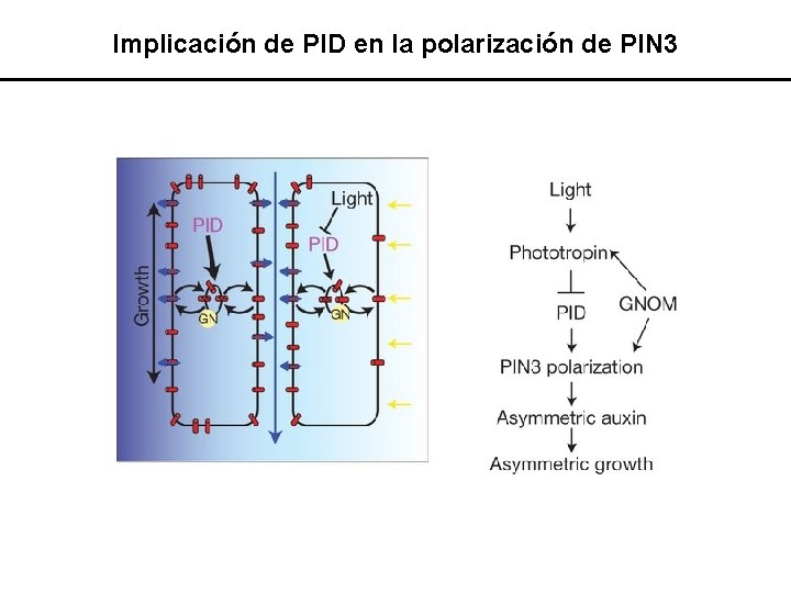 Implicación de PID en la polarización de PIN 3 