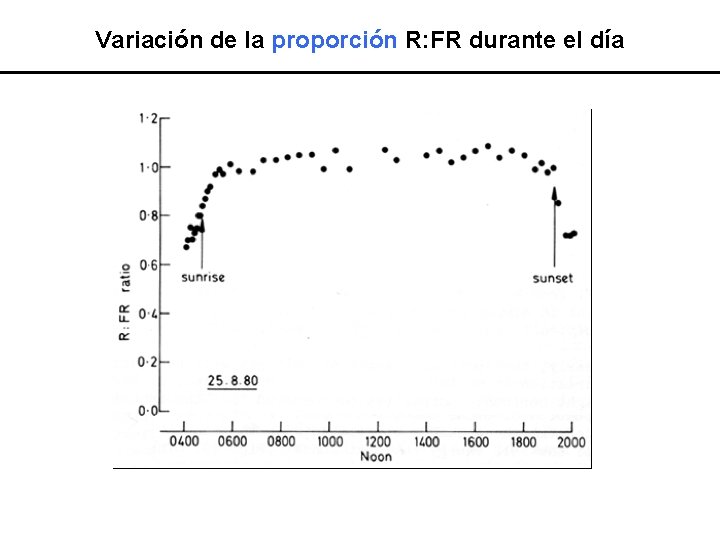 Variación de la proporción R: FR durante el día 