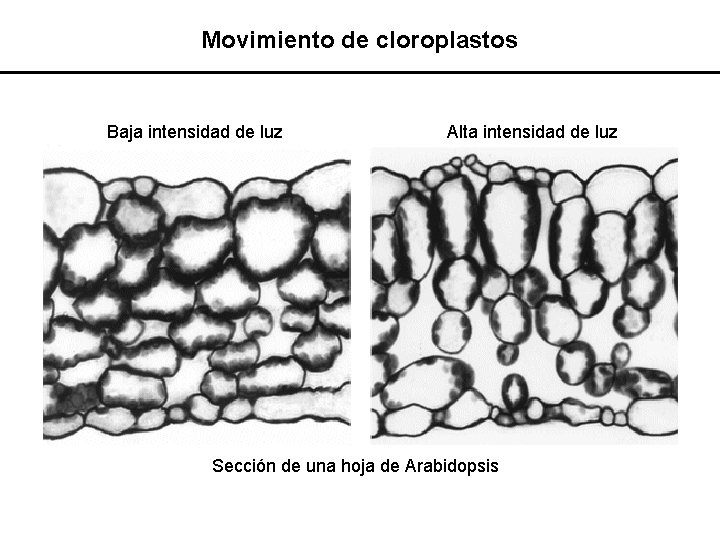 Movimiento de cloroplastos Baja intensidad de luz Alta intensidad de luz Sección de una