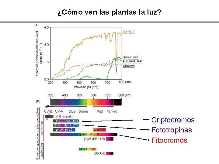 ¿Cómo ven las plantas la luz? Criptocromos Fototropinas Fitocromos 