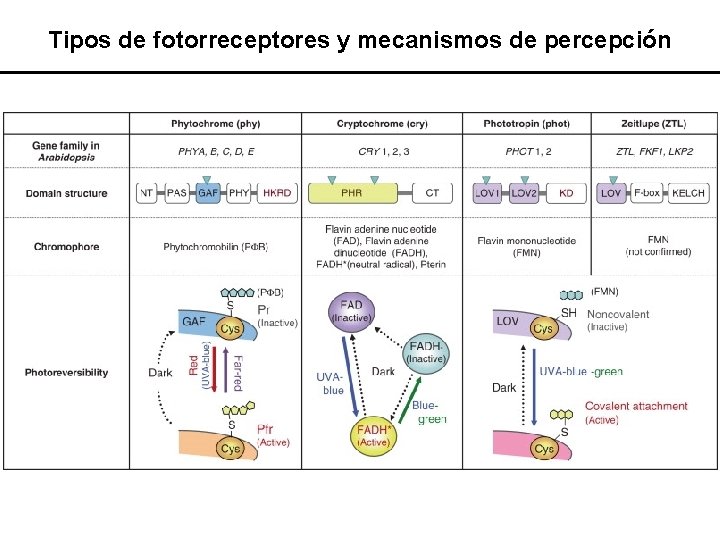 Tipos de fotorreceptores y mecanismos de percepción 