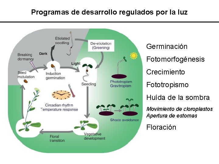 Programas de desarrollo regulados por la luz Germinación Fotomorfogénesis Crecimiento Fototropismo Huída de la