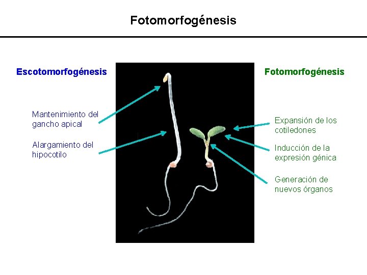 Fotomorfogénesis Escotomorfogénesis Mantenimiento del gancho apical Alargamiento del hipocotilo Fotomorfogénesis Expansión de los cotiledones