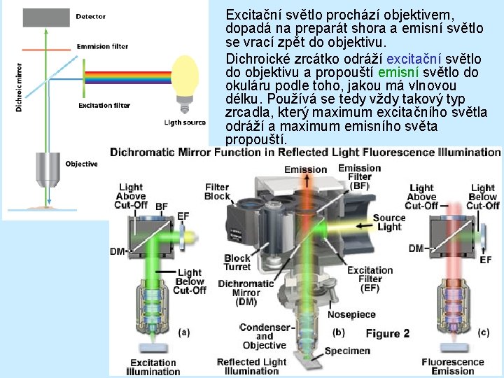  Excitační světlo prochází objektivem, dopadá na preparát shora a emisní světlo se vrací