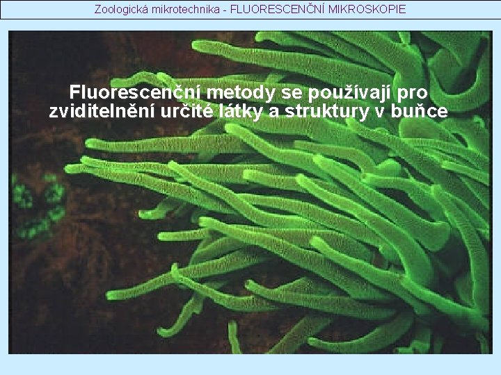 Zoologická mikrotechnika - FLUORESCENČNÍ MIKROSKOPIE Fluorescenční metody se používají pro zviditelnění určité látky a
