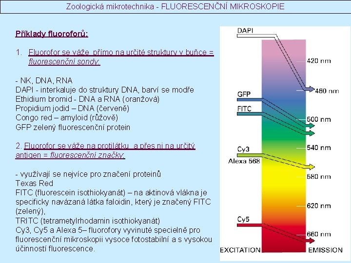 Zoologická mikrotechnika - FLUORESCENČNÍ MIKROSKOPIE Příklady fluoroforů: 1. Fluorofor se váže přímo na určité