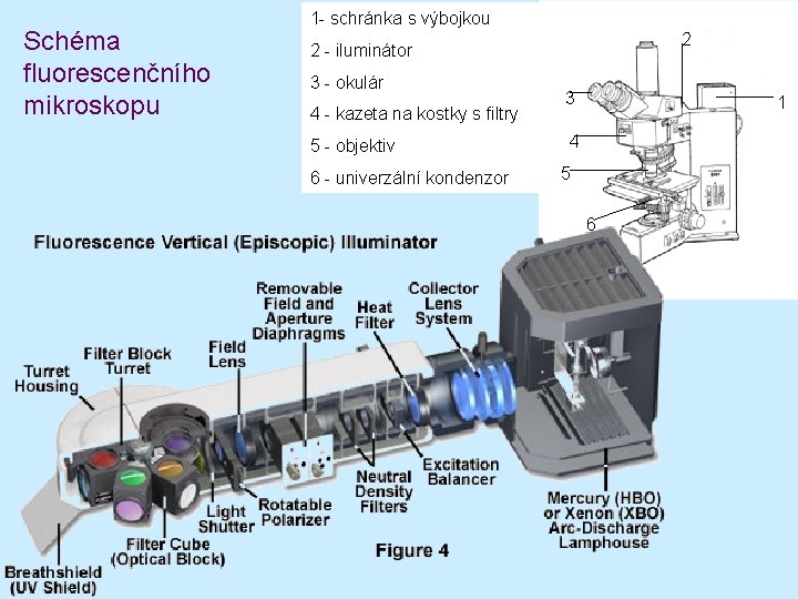 Schéma fluorescenčního mikroskopu 1 - schránka s výbojkou 2 2 - iluminátor 3 -