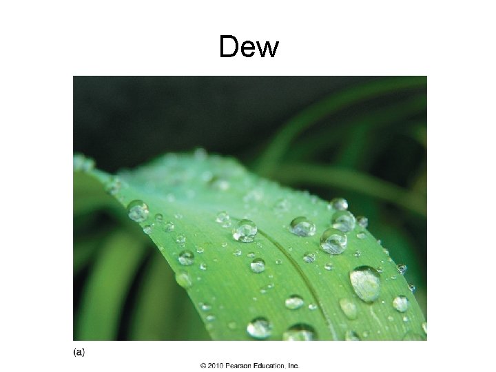 Dew 
