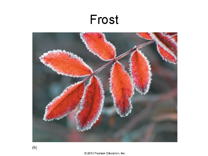 Frost 