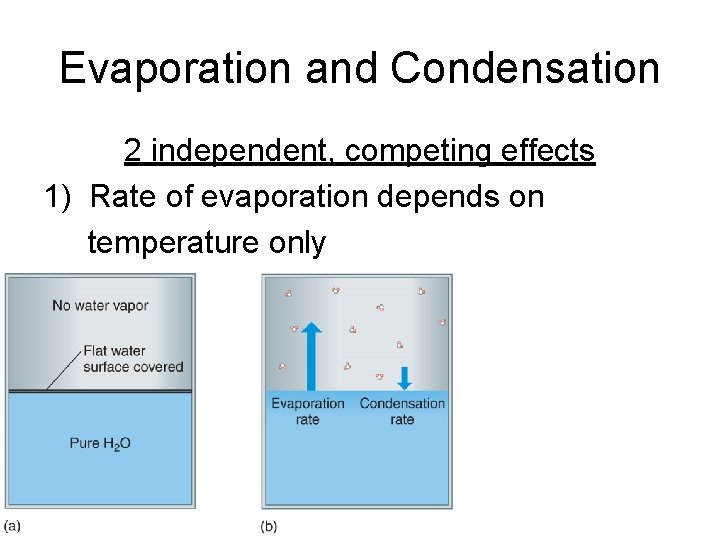 Evaporation and Condensation 2 independent, competing effects 1) Rate of evaporation depends on temperature