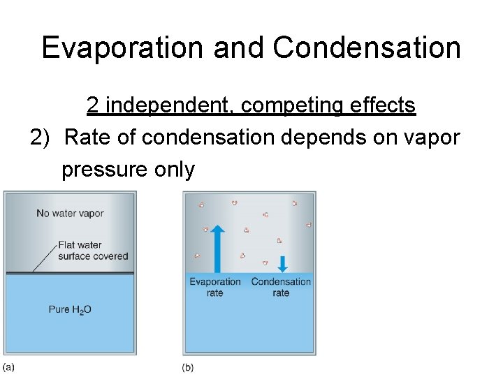 Evaporation and Condensation 2 independent, competing effects 2) Rate of condensation depends on vapor