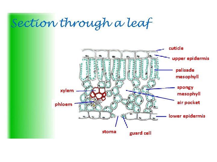 cuticle upper epidermis palisade mesophyll spongy mesophyll xylem air pocket phloem lower epidermis stoma