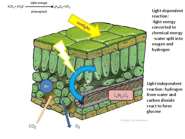 C 6 H 12 O 6 + 6 O 2 Light-dependent reaction: -light energy