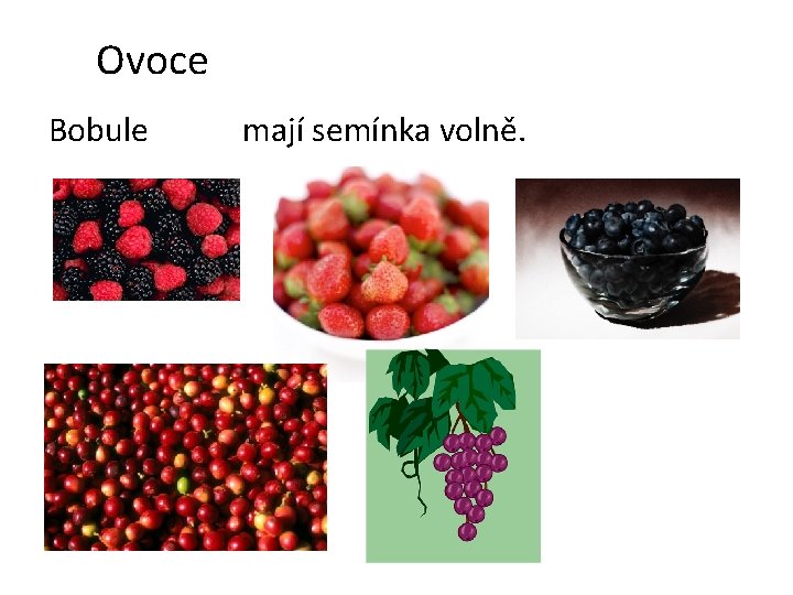 Ovoce Bobule mají semínka volně. Ovoce Bobule mají semínka volně.