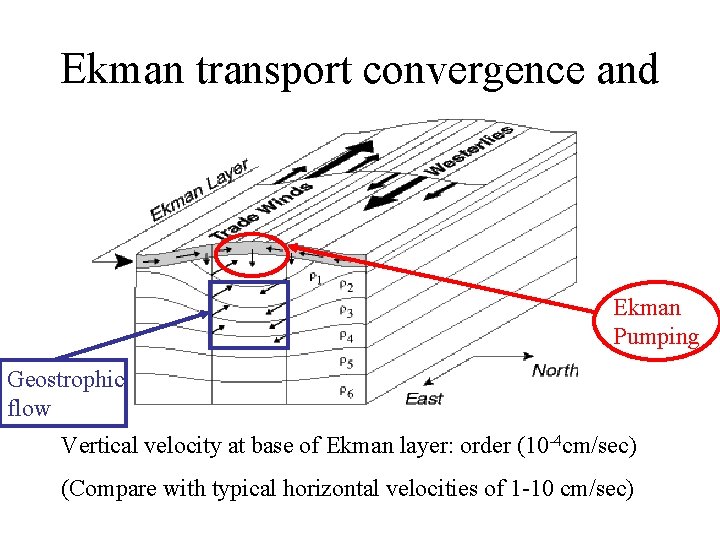 Ekman transport convergence and divergence Ekman Pumping Geostrophic flow Vertical velocity at base of