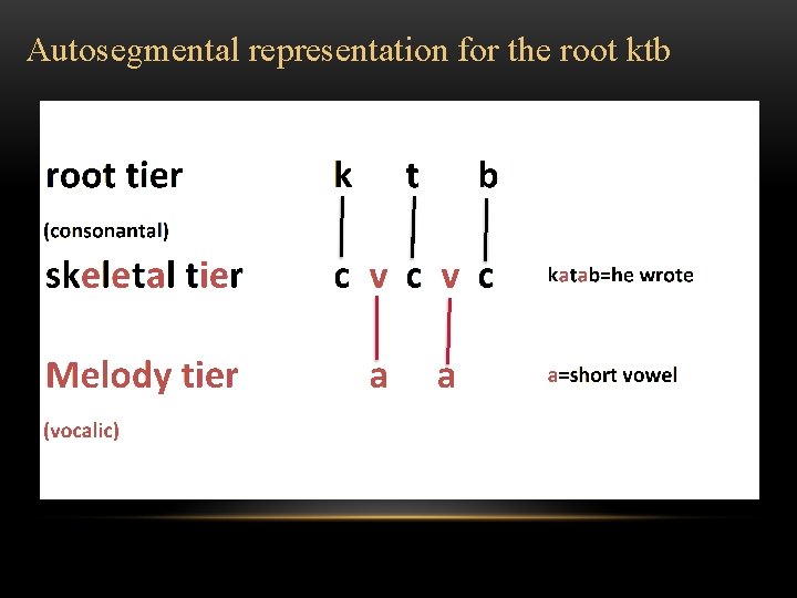 Autosegmental representation for the root ktb 