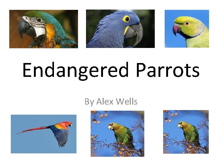 Endangered Parrots By Alex Wells 