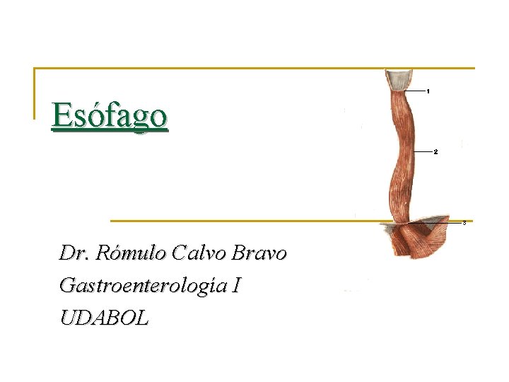 Esófago Dr. Rómulo Calvo Bravo Gastroenterología I UDABOL 